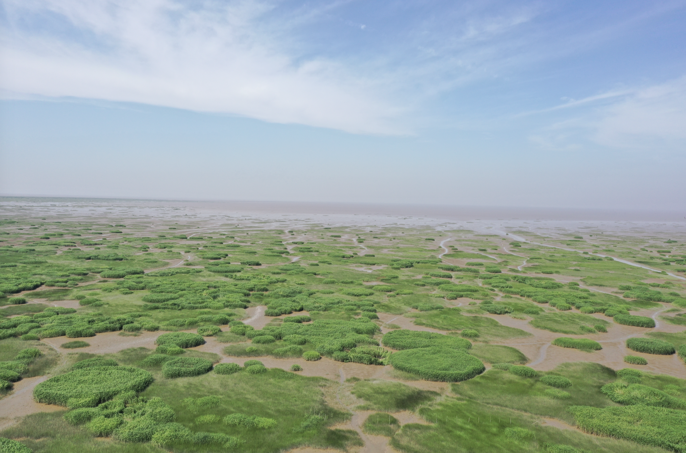 Map of the China Coastal Salt Marsh Dataset
